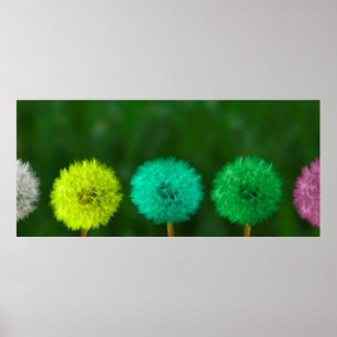 Poster Dandelion multicolorido