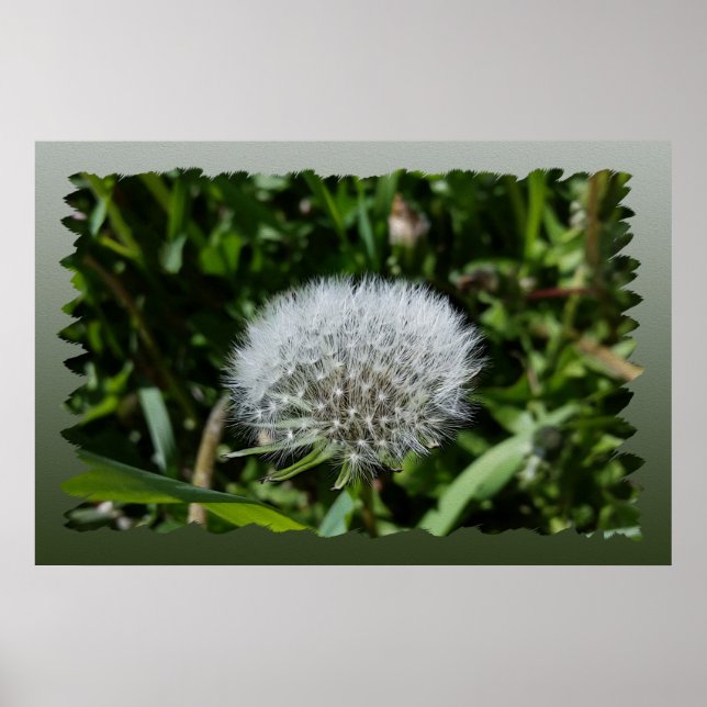 Poster Dandelion na grama (Frente)