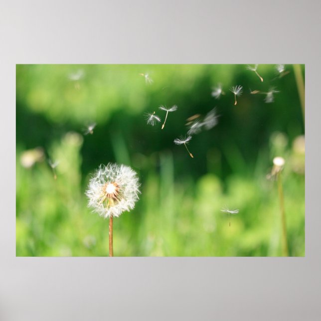 Poster Dandelion no vento (Frente)
