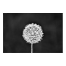 Dandelion - Noir
