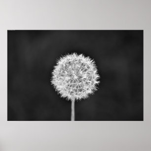 Poster Dandelion - Noir