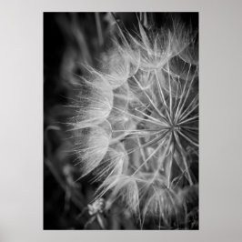 Poster Dandelion preto e branco