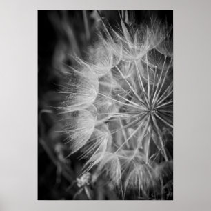 Poster Dandelion preto e branco