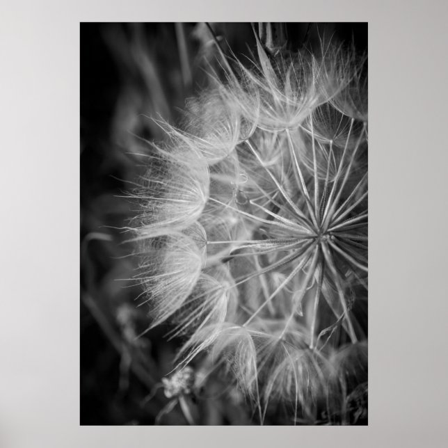 Poster Dandelion preto e branco (Frente)
