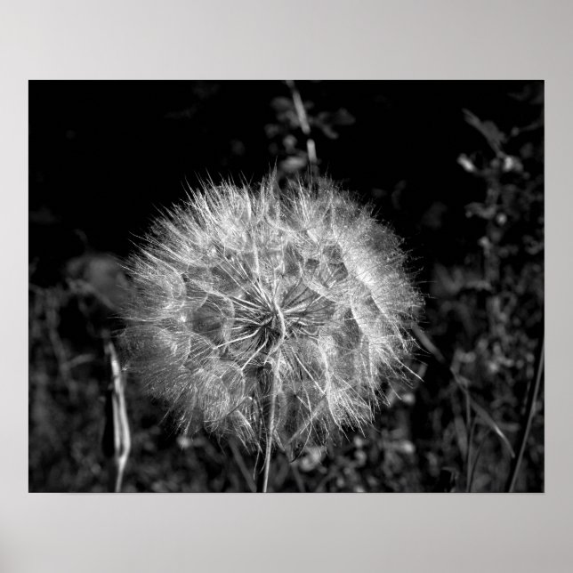 Poster Dandelion preto e branco grande e brilhante 16x20 (Frente)