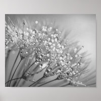 Dandelion Seed Com Parede De Cano