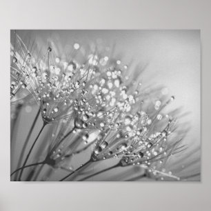 Poster Dandelion Seed Com Parede De Cano