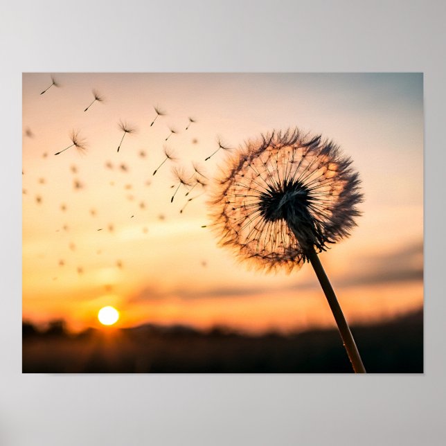 Poster Dandelion seed head blowing (Frente)