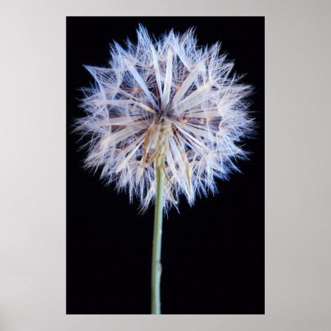 Pôster Dandelion (Taraxacum Officinale) Semente (Frente)