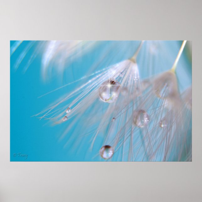 Pôster Dandelions mágicos (Frente)