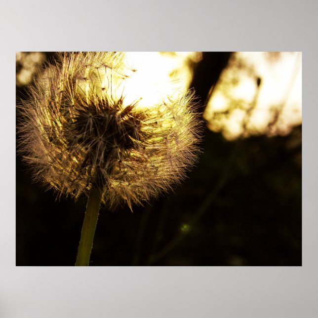 Pôster Dandy Dreams (Frente)