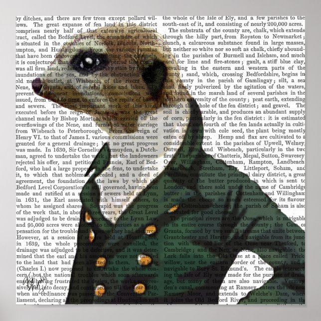 Poster Dandy Meerkat Portrait (Frente)