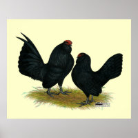 D'Anvers Black Bantams
