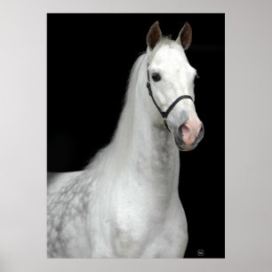 Poster Dapple o cavalo cinzento