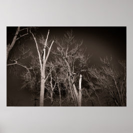 Poster Dark Forest – Haunting Black and White Tree Art