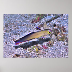 Poster Dart Goby decorado