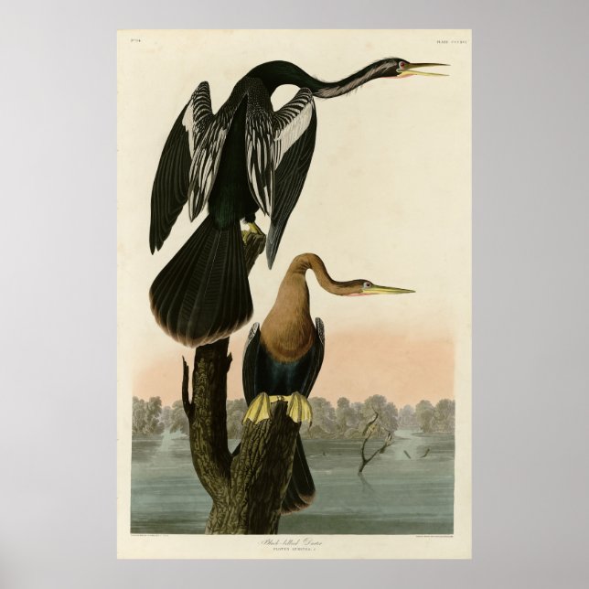 Poster Darter de barriga negra das aves da América de Aud (Frente)