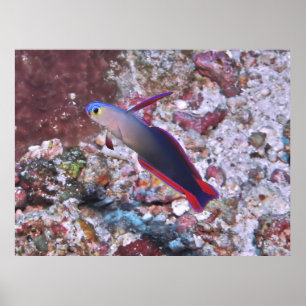 Poster Dartfish Decorado