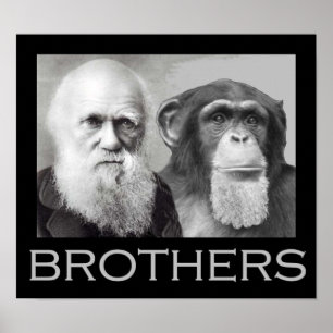 Pôster Darwin and Chimp Brothers