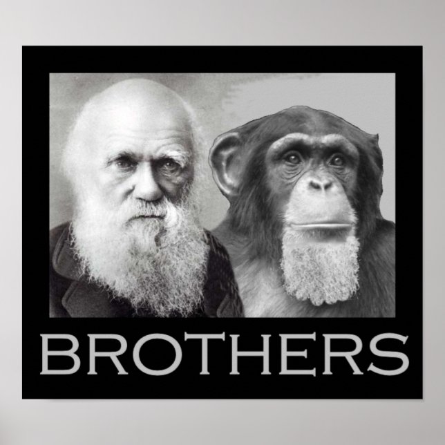 Pôster Darwin and Chimp Brothers (Frente)