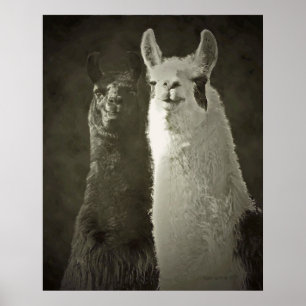poster das alpacas
