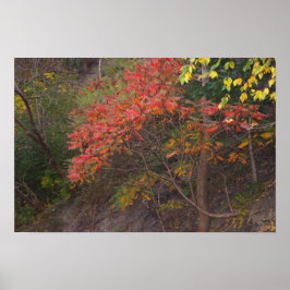 Poster das Árvores do outono