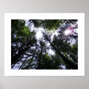 Poster das árvores em uma floresta