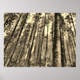 Poster das Árvores Florestais Dramáticas