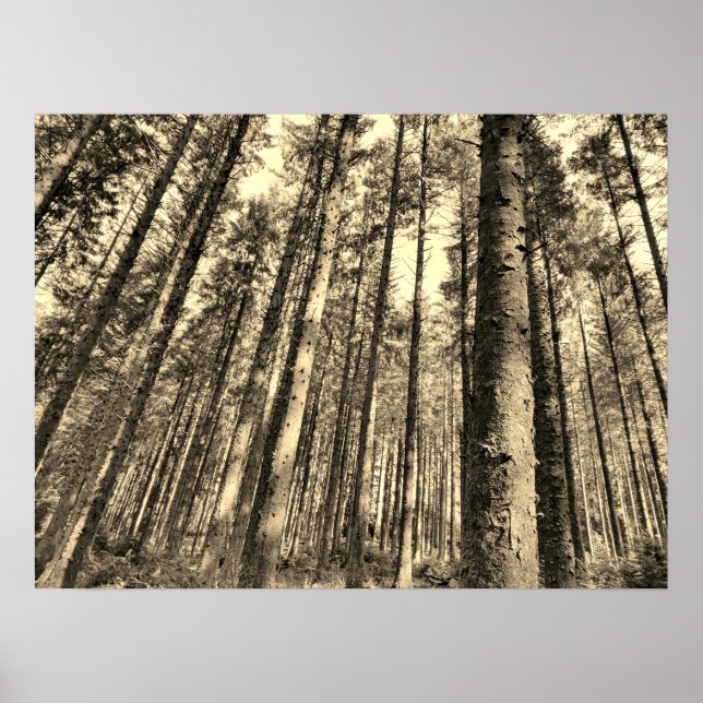 Poster das Árvores Florestais Dramáticas (Frente)