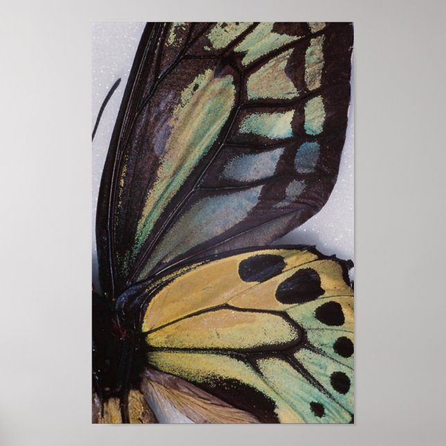 Poster das Asas da Borboleta (Frente)