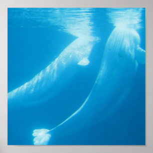 Poster das baleias da beluga