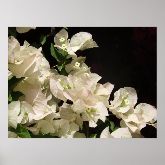 Poster das Flores Brancas Bougainvillea (Frente)