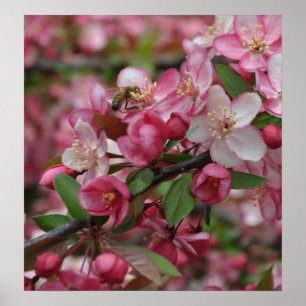 Poster das flores de Apple de caranguejo