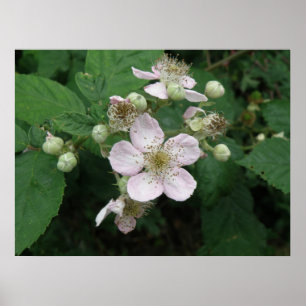 Poster das flores de Blackberry