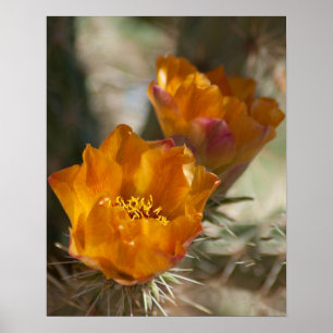 Poster das flores do cacto de Staghorn Cholla