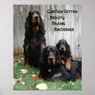 Poster das gerações do setter de Gordon