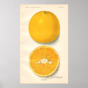 Poster das laranjas do vintage