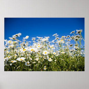 Poster das margaridas/impressão das canvas