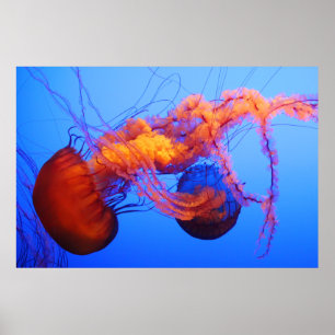 Poster das medusa