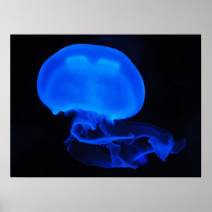 Poster das medusas da lua