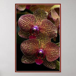 Poster das orquídeas de Vanda