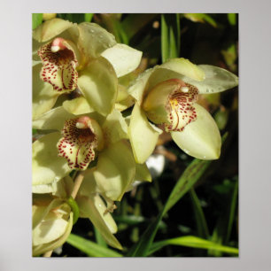 Poster das orquídeas do Cymbidium
