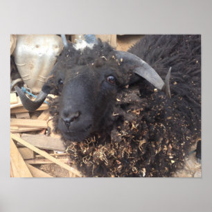 Poster das ovelhas negras