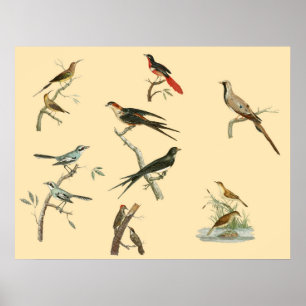 Poster das pinturas do pássaro de Johann Lebrecht