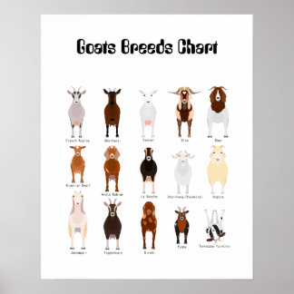 Poster das Raças de Caprinos