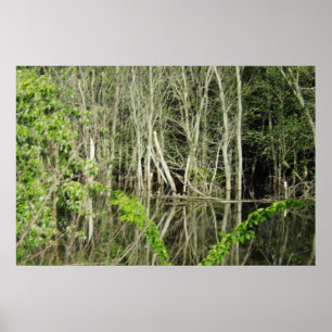 Poster das Reflexões da Árvore do Rio Mississippi
