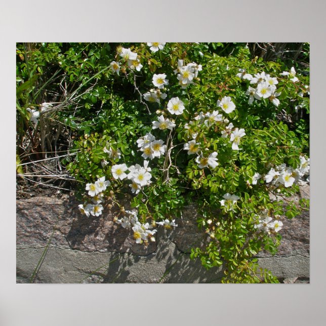 Poster das rosas brancas selvagens do lado da prai (Frente)