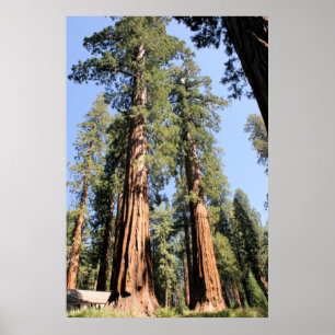 Poster das sequóias de Yosemite