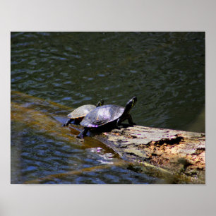 Poster das tartarugas