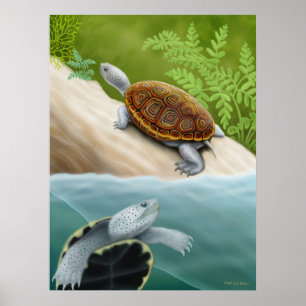 Poster das tartarugas da tartaruga de água doce d